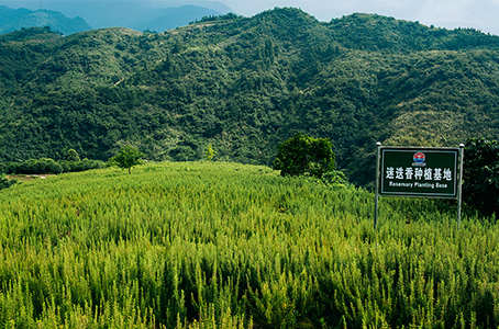 種植基地